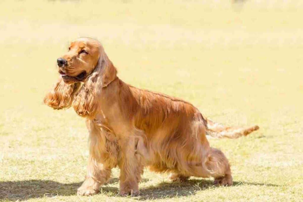 at what age is a cocker spaniel full grown