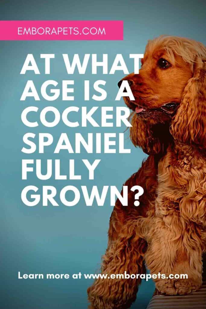 Cocker Spaniel At What Age Is A Cocker Spaniel Fully Grown? Embora Pets