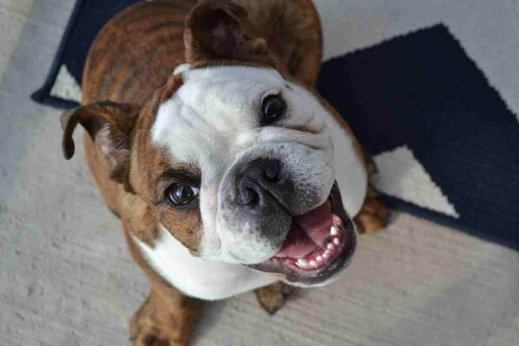 how do i know if my bulldog is happy