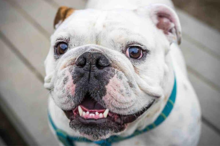 Bulldogs: How Do I Know If My Bulldog Is Happy?