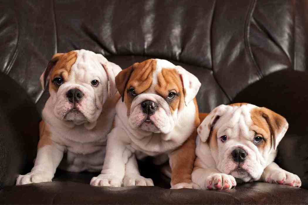 How Much Should An English Bulldog Eat A Day