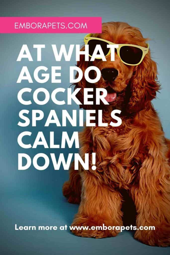At What Age Do Cocker Spaniels Calm Down! Embora Pets