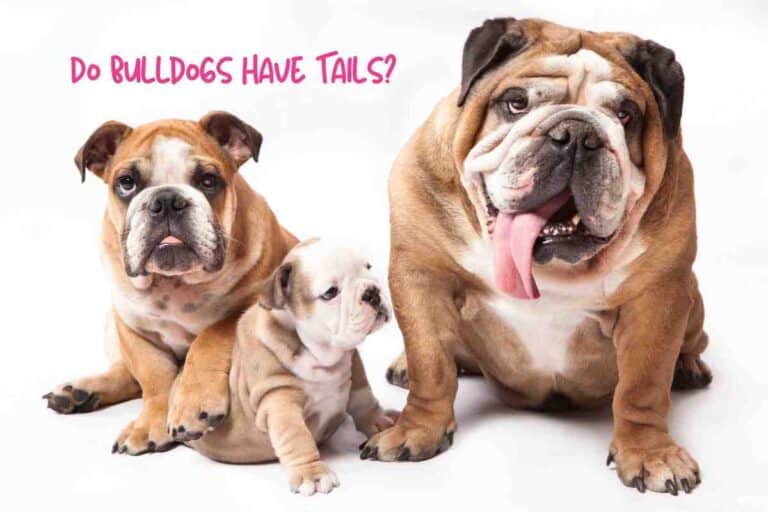Do Bulldogs Have Tails?