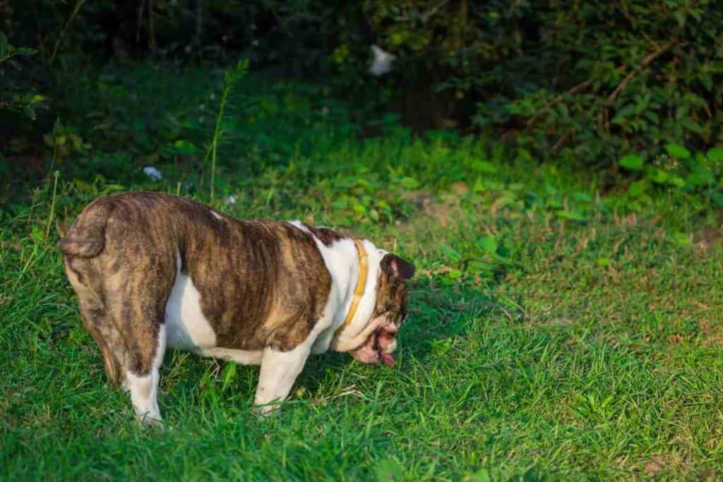 are english bulldogs born with long tails