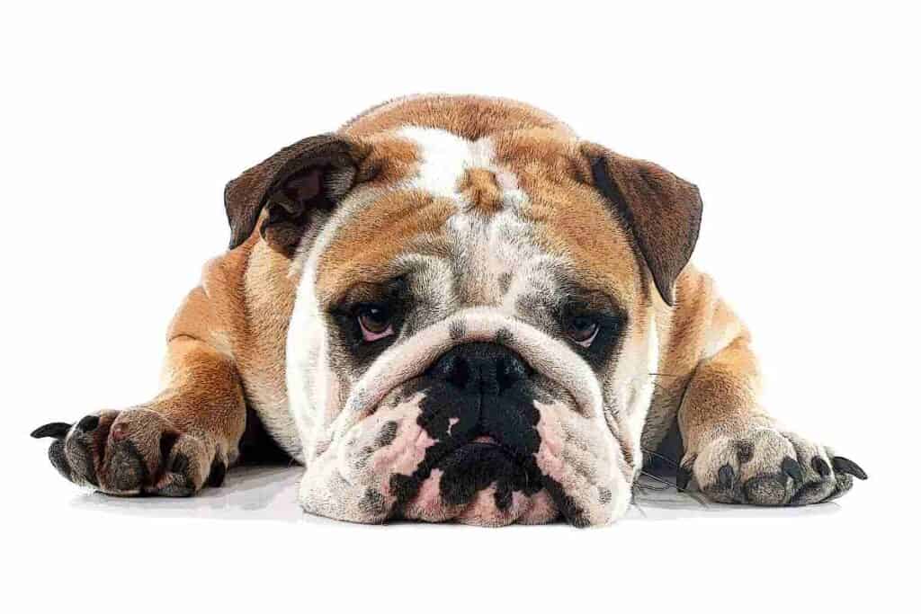 english bulldog separation anxiety