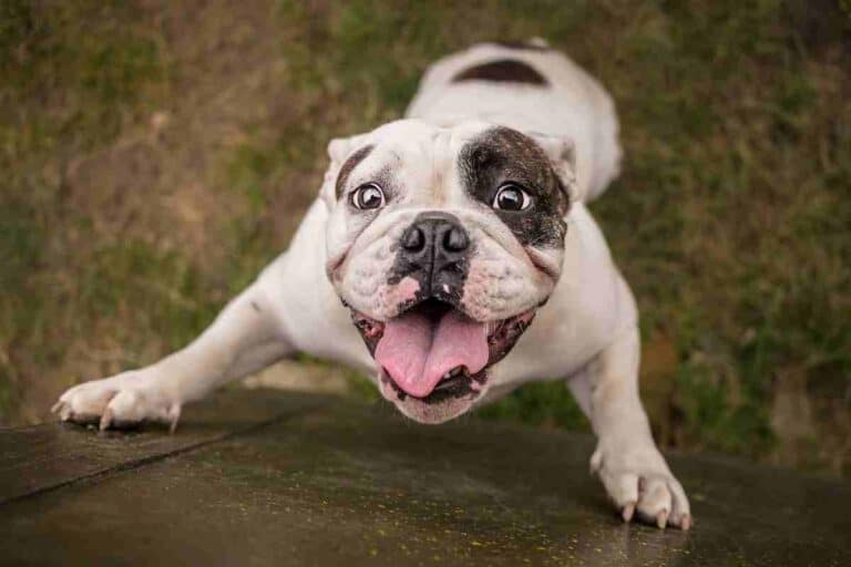 Do English Bulldogs Have Separation Anxiety?