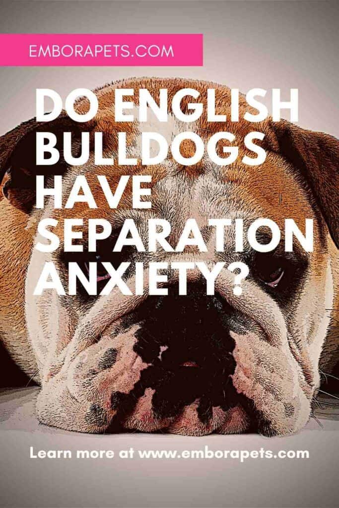 english bulldog separation anxiety