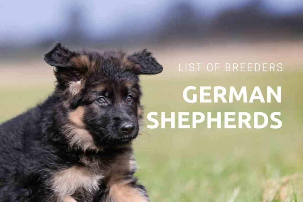 german shepherd breeders near me