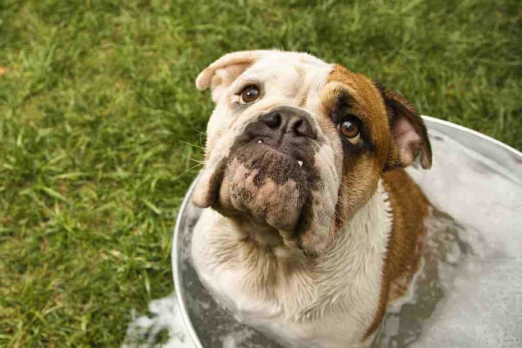 Bulldogs How Often Can An English Bulldog Be Bathed Embora Pets
