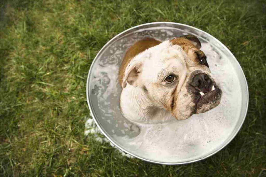 How often can an English bulldog be bathed? #dogs #puppies #bulldogs