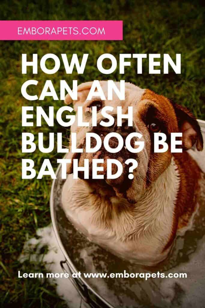 Bulldogs How Often Can An English Bulldog Be Bathed? Embora Pets