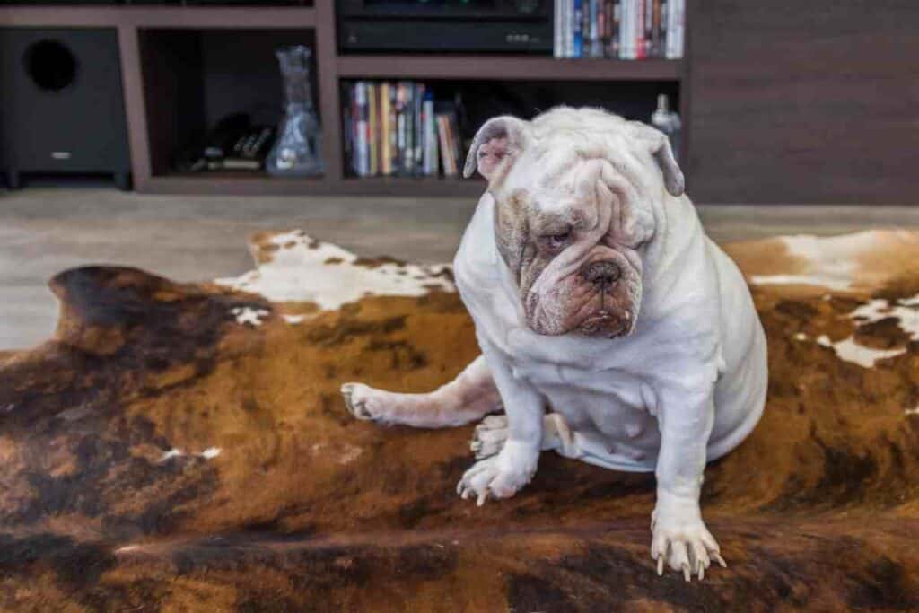 Bulldogs: How Do I Know If My Bulldog Is Happy? What are the signs that my bulldog isn’t happy?