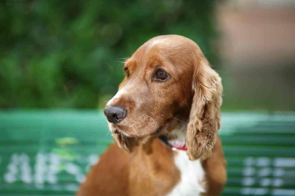 Cocker Spaniels - Embora Pets