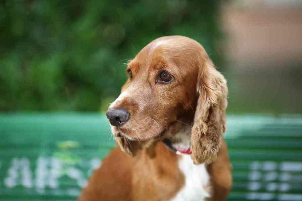 How Do You Calm A Hyper Cocker Spaniel