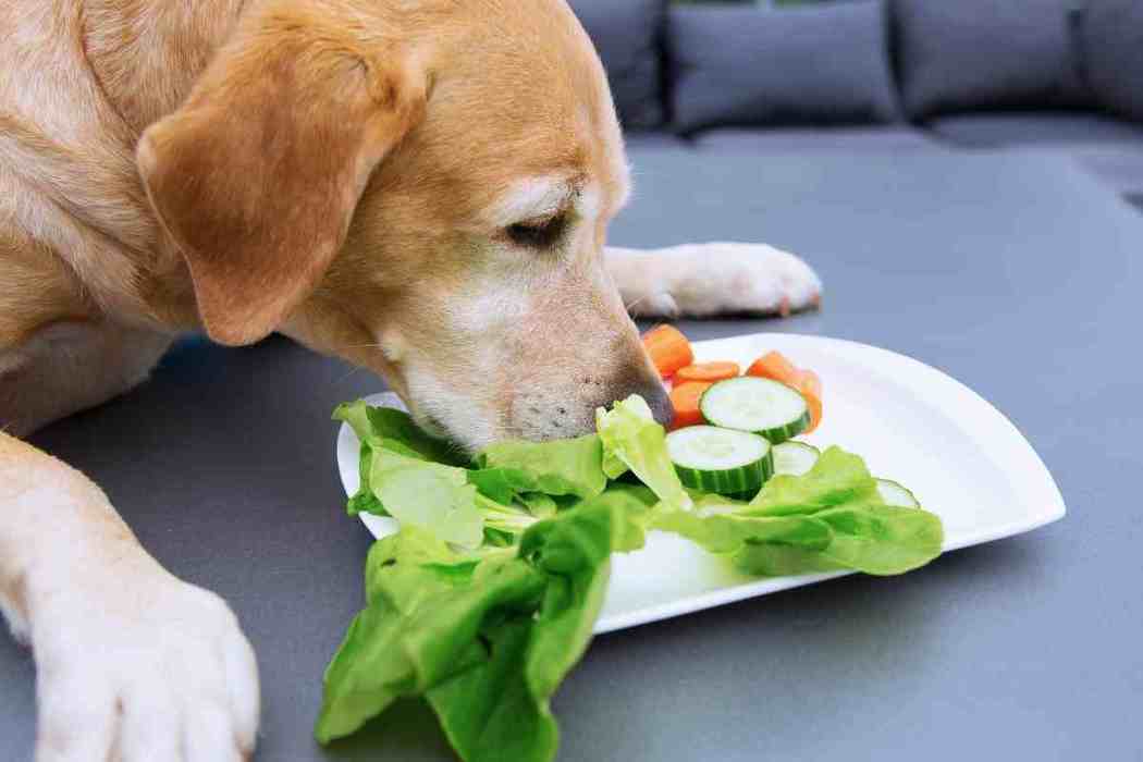 Can I Feed My Labrador Retriever Vegetables? Embora Pets