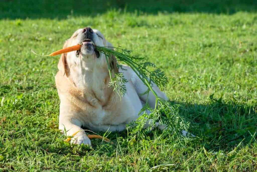 Can I Feed My Labrador Retriever Vegetables? #dogs #puppies #dogfood