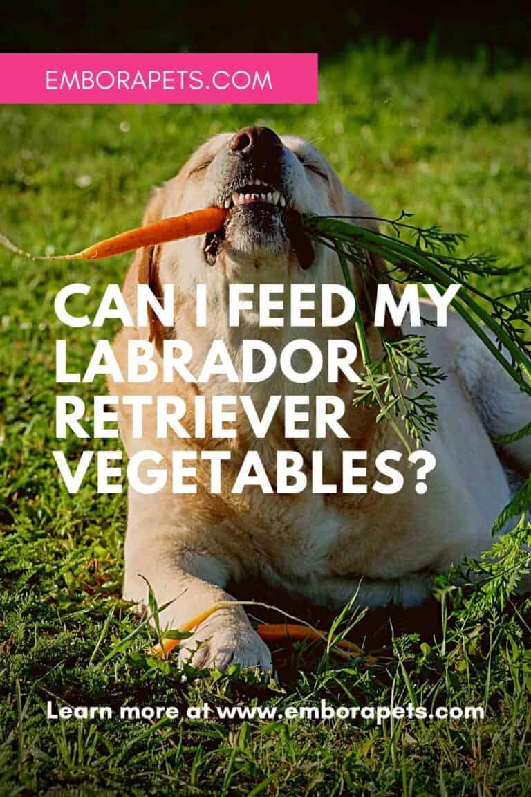 Can I Feed My Labrador Retriever Vegetables__ EMBORA PETS