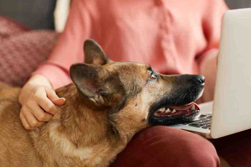 do german shepherds attach to one person