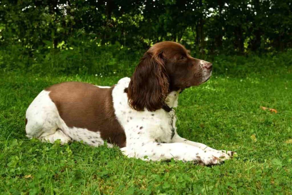 Do Springer Spaniels Have A Double Coat  1 1024x683 