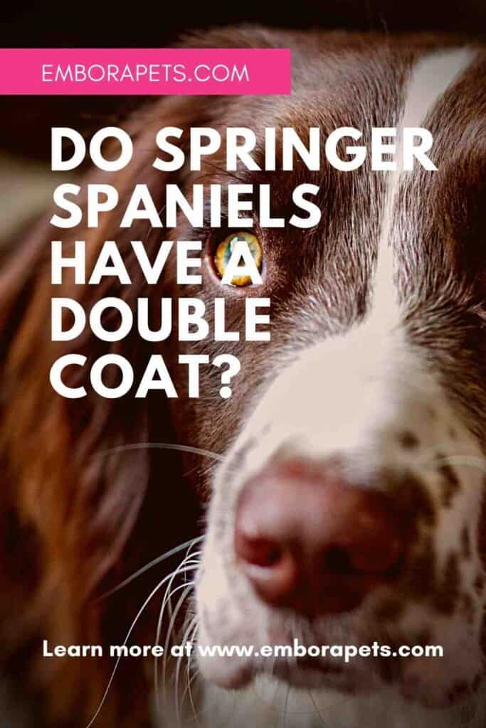 Do Springer Spaniels Have A Double Coat? Embora Pets