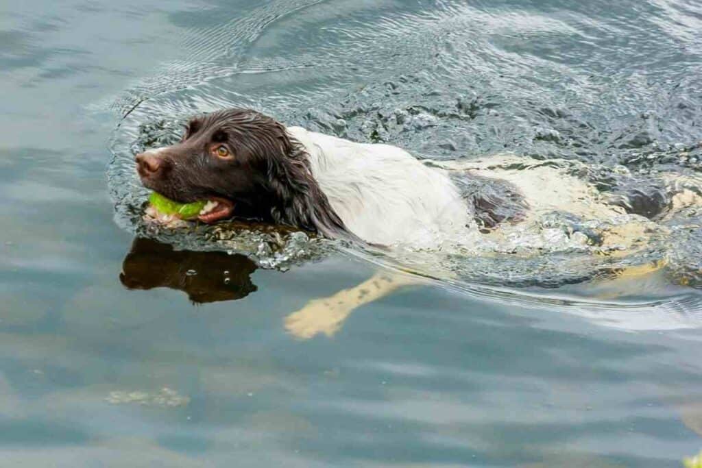 Best Age to Neuter a Rottweiler - Embora Pets