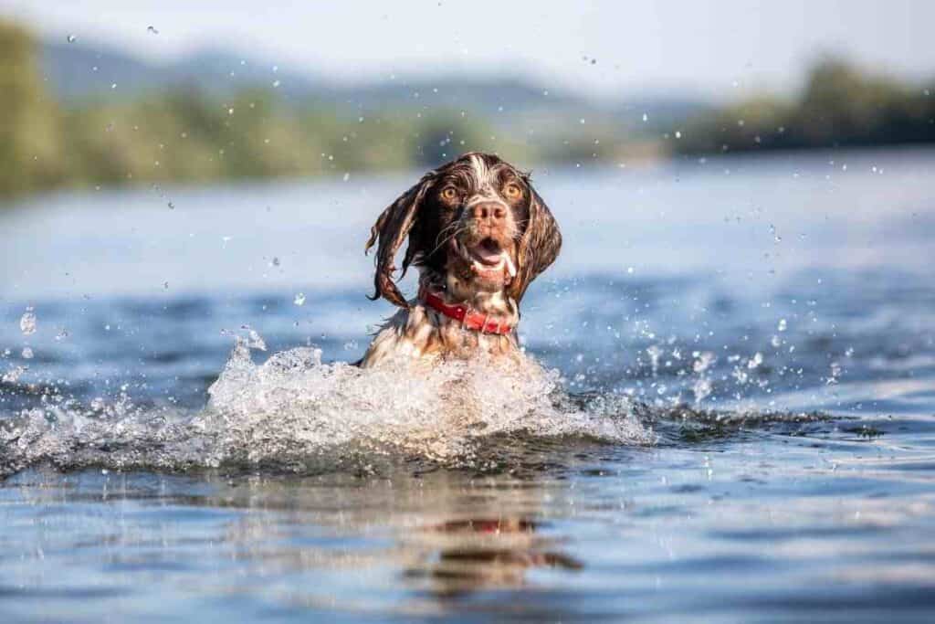 Os Springer Spaniels gostam de nadar?