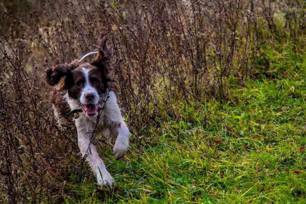 Do Springer Spaniels Point? #dogs #puppies #hunting #huntingdog #uplandhunting #workingdog