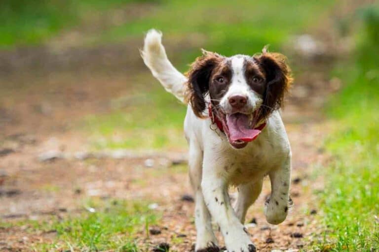 Do Springer Spaniels Shed? (Answered)