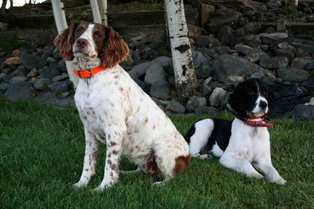 springer spaniel shedding