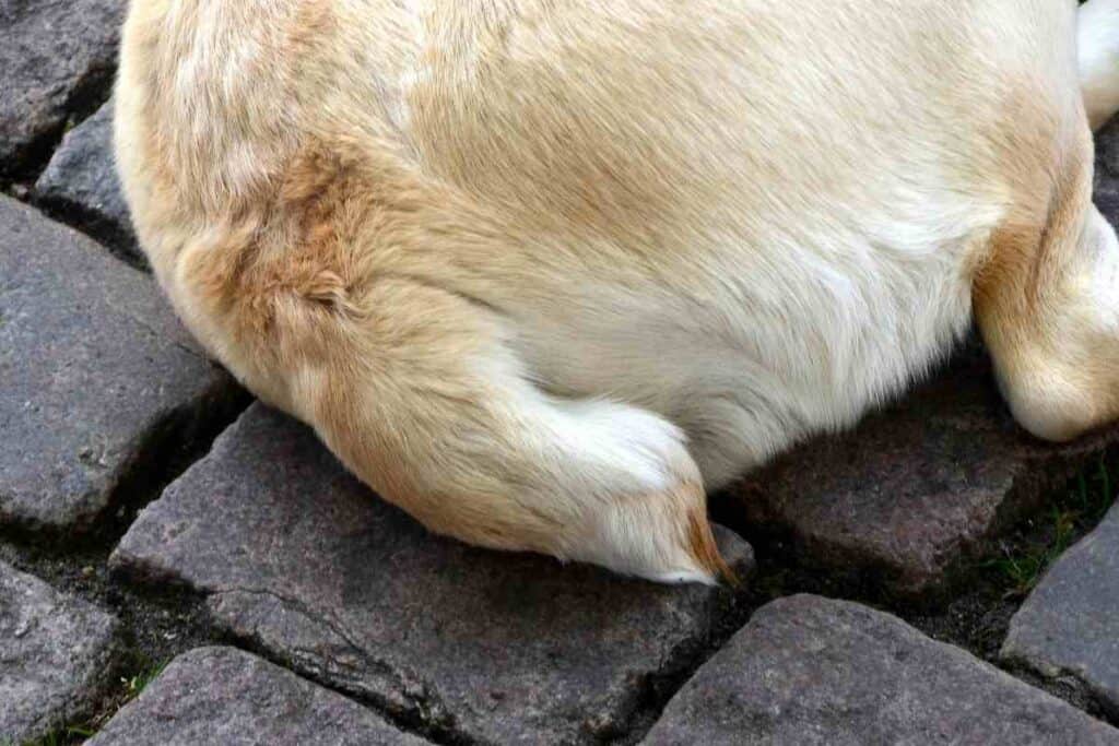 Example of a dog with a docked tail