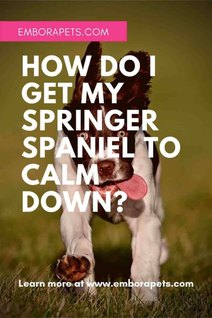 How Do I Get My Springer Spaniel To Calm Down?