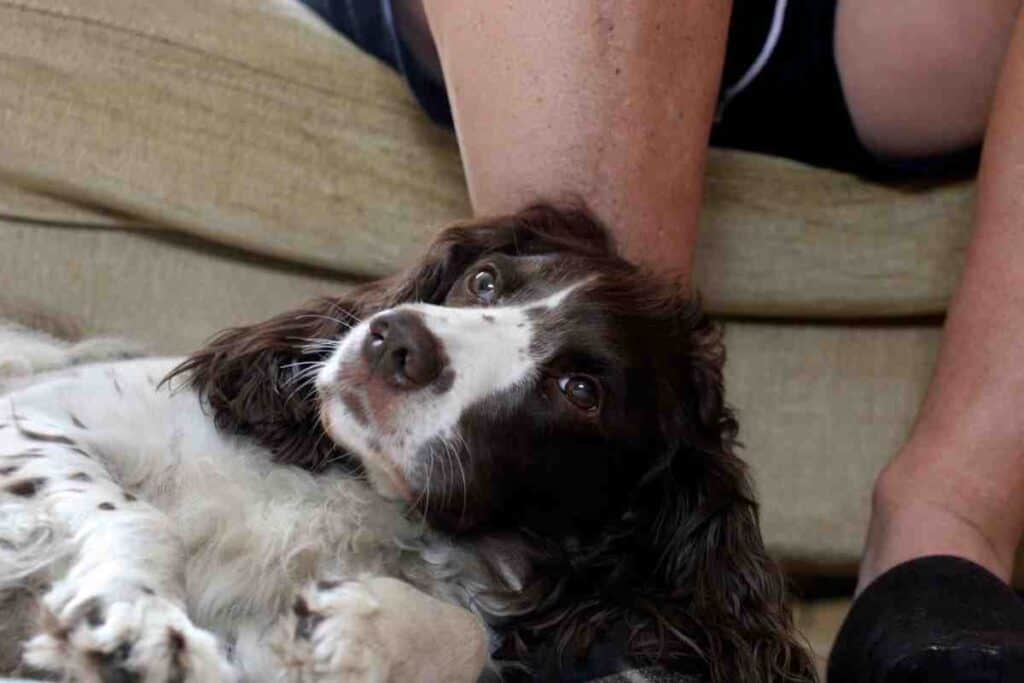 Why Does My Springer Spaniel Follow Me Around Everywhere 1 Why Does My Springer Spaniel Follow Me Around Everywhere?