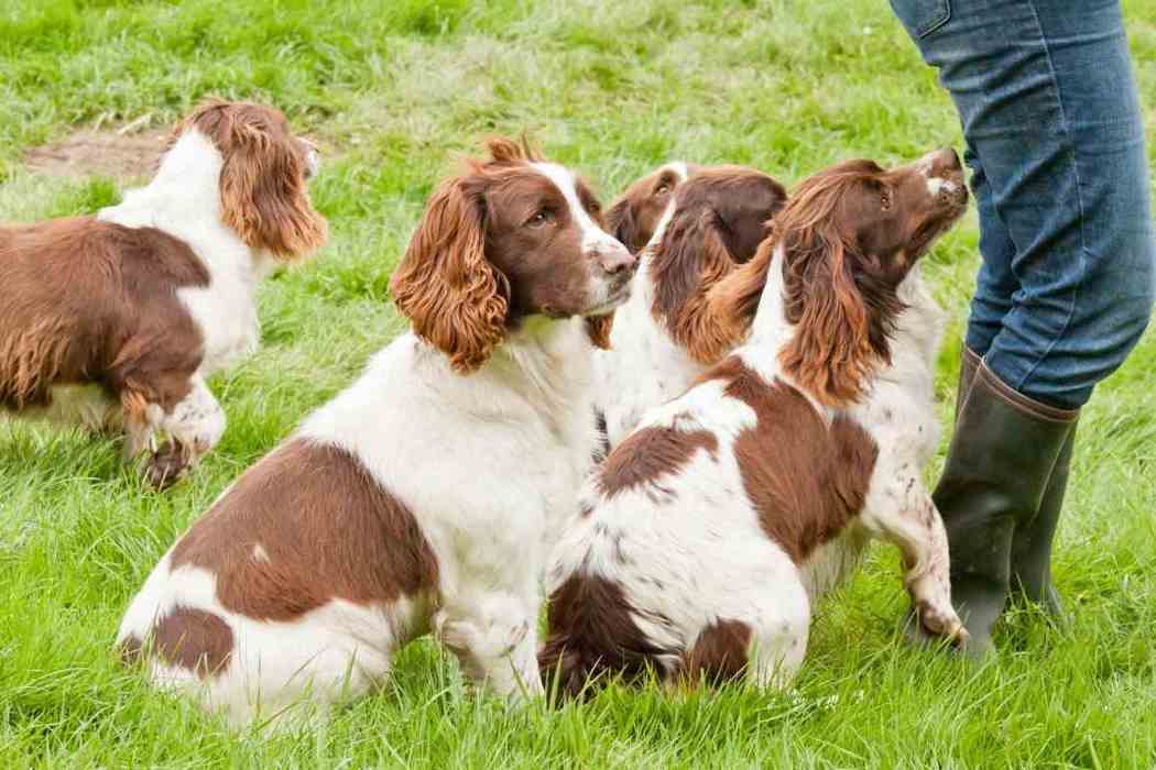 spaniels and cats