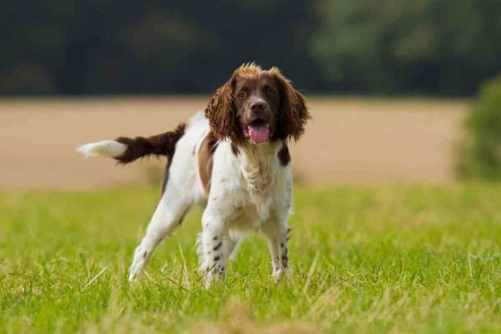 are bananas good for the english springer spaniel