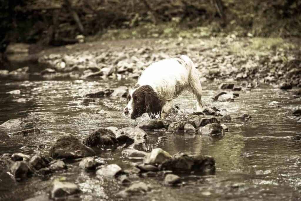 Why Does My Springer Spaniel Smell So Bad 2 Why Does My Springer Spaniel Smell So Bad?