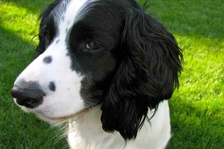 Why Does My Springer Spaniel Smell So Bad?