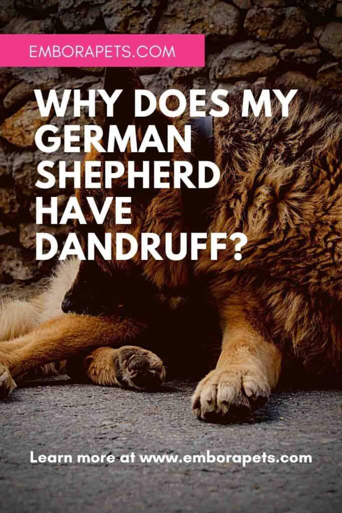 Why Does My German Shepherd Have Dandruff? – Embora Pets