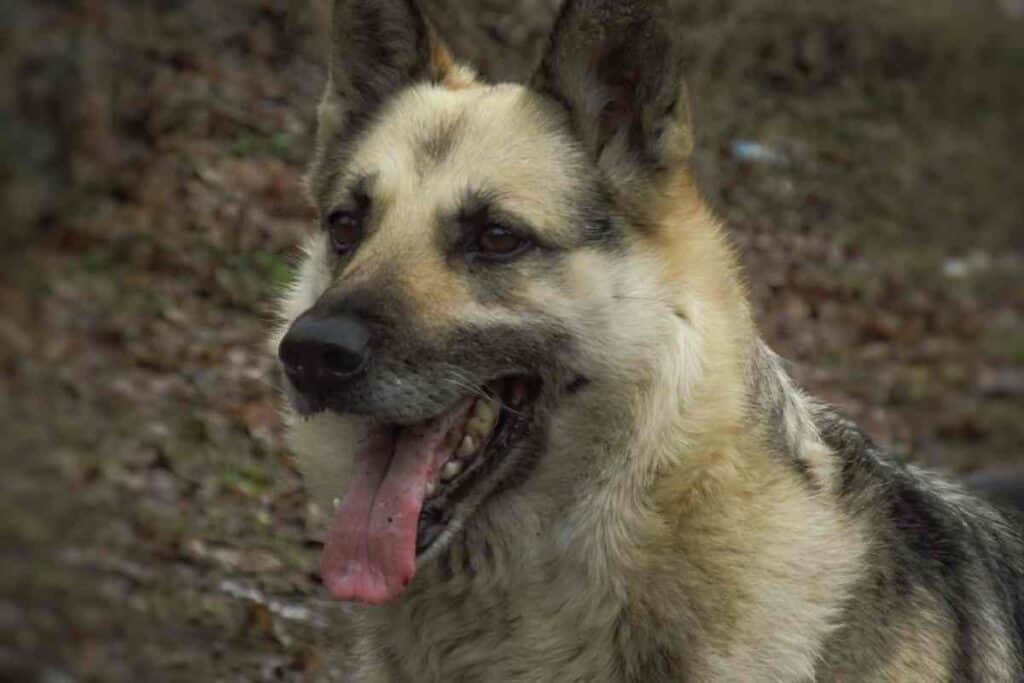 Why does my German Shepherd have dandruff | Embora Pets