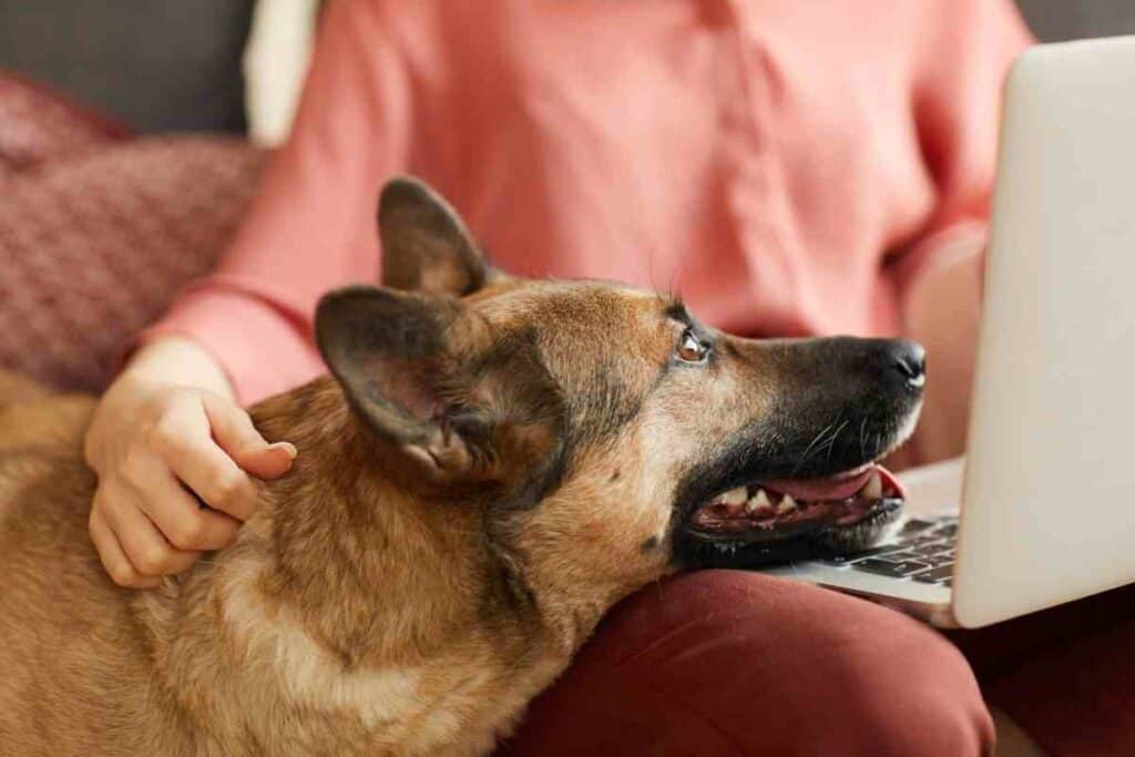 Why does my German shepherd lean on me Embora Pets 1 Are German Shepherds Good Service Dogs?