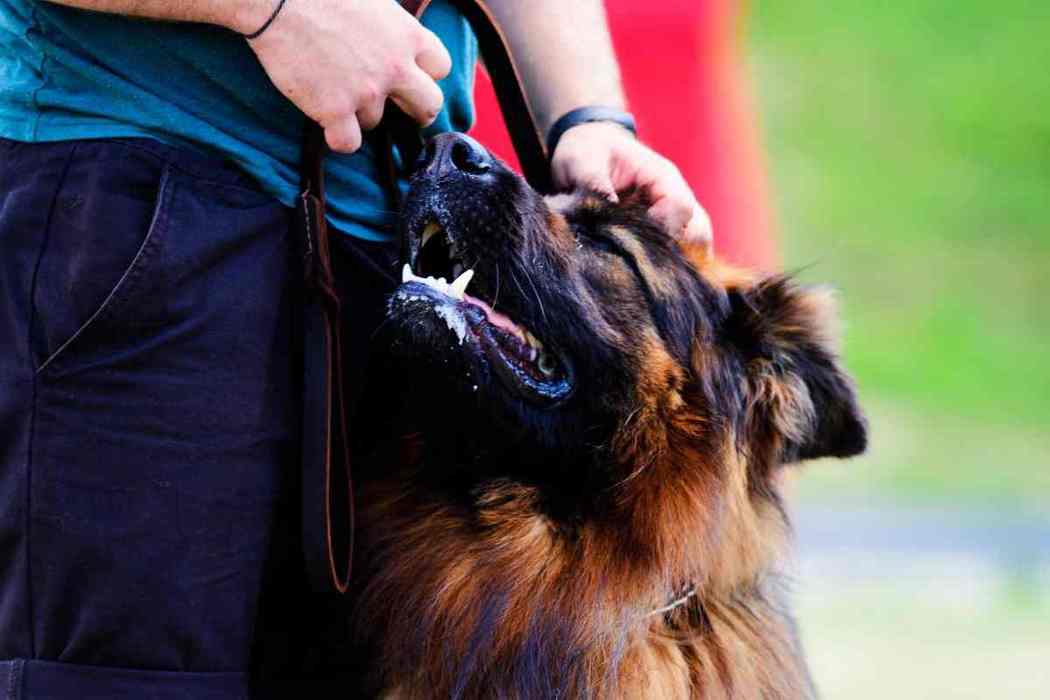 How Do I Stop My German Shepherd From Peeing In The House