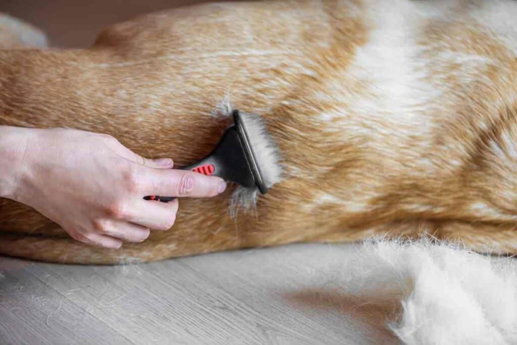 what is shedding season for labrador