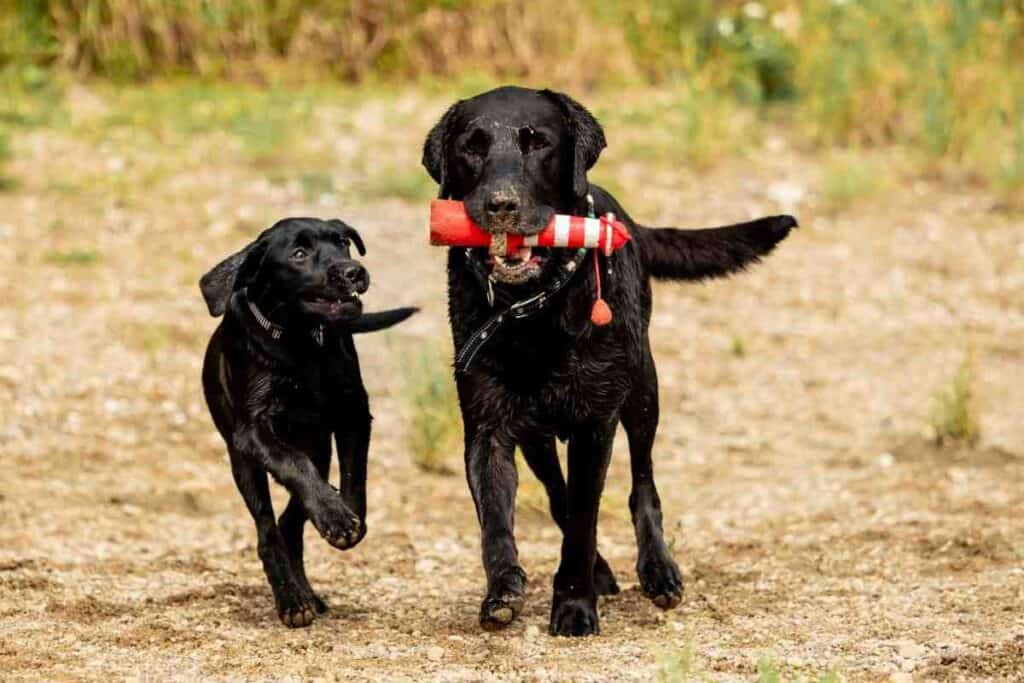 large lab breeds