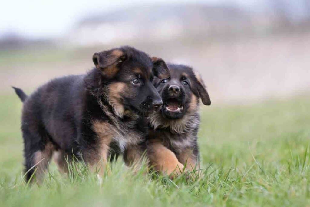 Do German Shepherds Like to Cuddle?