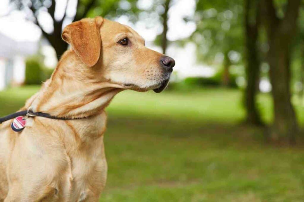 are labrador retriever getting larger