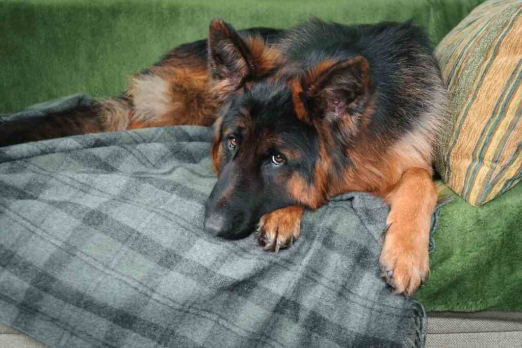 3 3 Are German Shepherds Hypoallergenic? Tips for Families with Allergies.