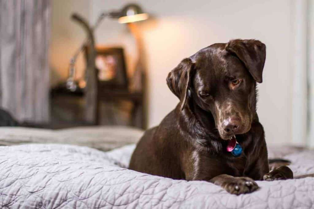 are yellow labs good apartment dogs