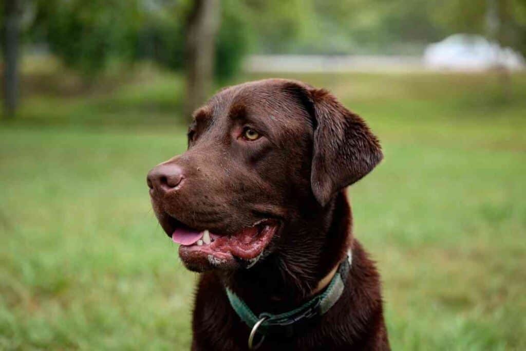 are labrador retrievers good outside dogs