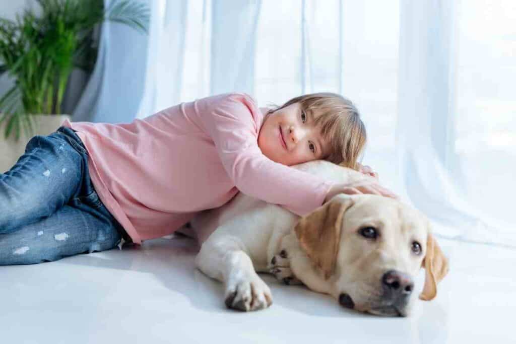 are labs cuddly dogs