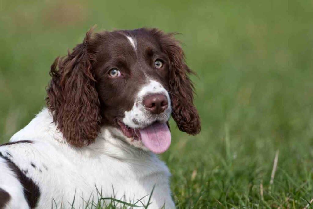 Do Springer Spaniels Like to Cuddle? - Embora Pets