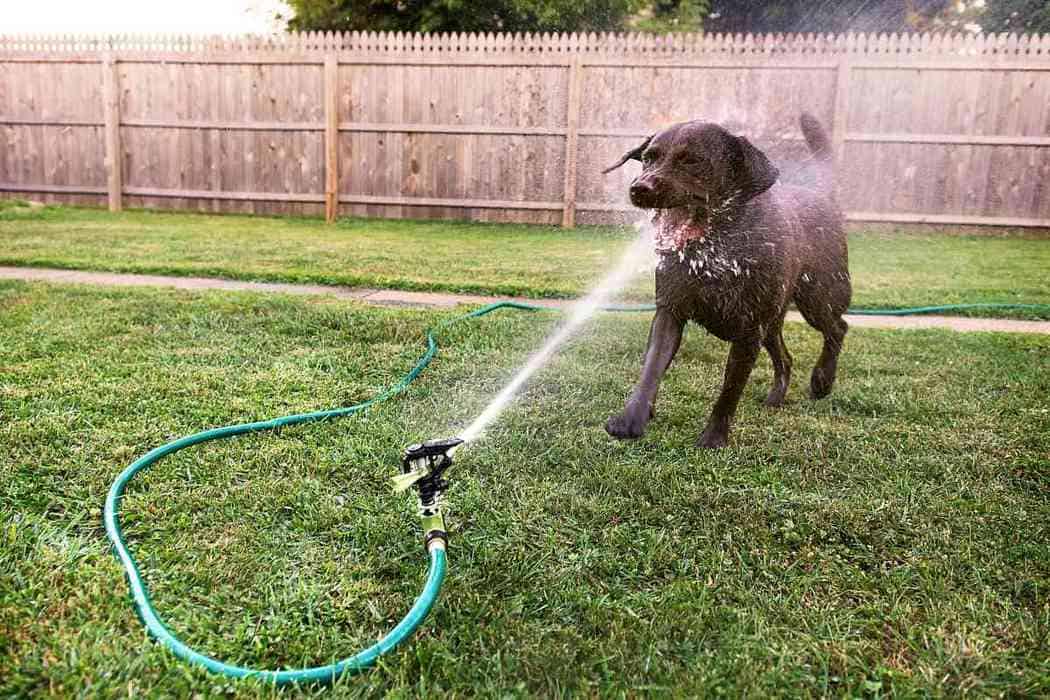 calm labrador retrievers